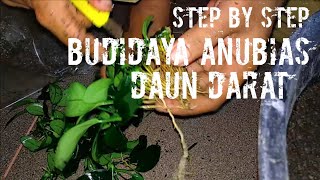 Cara Membudidayakan Anubias Daun Darat ( emersed )