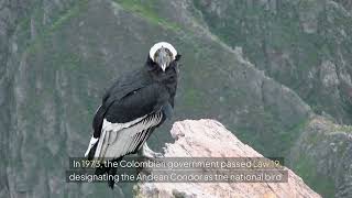 "Discover the Majestic Andean Condor: Colombia's National Bird Revealed!"