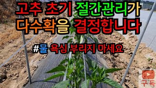 고추 초기 절간관리가 다수확을 결정합니다(수용성 인산,칼슘공급) ❌️물욕심 부리지 마세요❌️#농사브이로그 #고추농사 #다수확 #고추#수용성 #칼슘공급