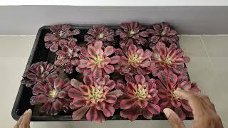 การดูแล ปลูกเลี้ยง Aeonium