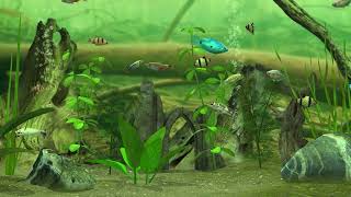 Fresh Water Fish | Tiger Barb | Cichlid | Gourami | Loach