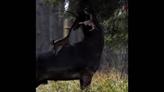 Black Fallow Deer in Barycz Valley, Poland #animals #fallow  #nature