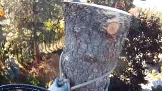 Arborist Life - Abseiling / rappelling from trees