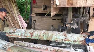 Proses penggergajian kaso kayu albasia di sawmill