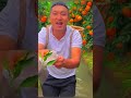 chinese become millionaire through oranges