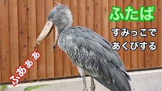 ふたばちゃん　すみっこであくびする【掛川花鳥園】Shoebill Futaba-chan Kakegawa Garden