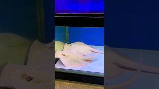 白子魟鱼 Albino stingray #魟魚 #stingray