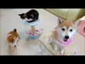 柴犬ひかいちと猫ミルキー　まわってくぐって♪　shiba inu and cat