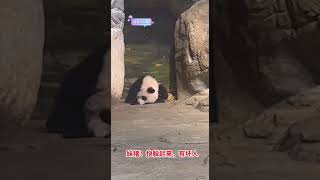 #大熊猫 #大熊猫妹猪 #panda妹猪！快躲起来，有坏人！