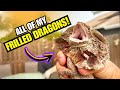 All of My FRILLED DRAGONS!!!