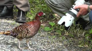 神奈川県の野鳥：人なれしたヤマドリ(2012-06-07_102951.m2ts)