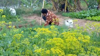 สวนผักสวยๆดูแล้วอบอุ่นใจ(Very beautiful vegetable garden.)