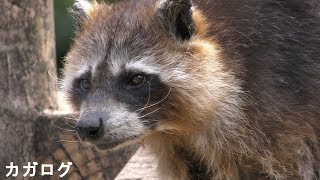 かわいいおじいちゃんアライグマ－井の頭自然文化園/Old raccoon - Inogashira park zoo