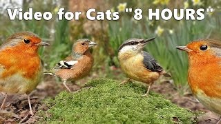 Cat Entertainment : Video and Bird Sounds for Cats * The Ultimate 8 HOURS *