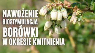 Nawożenie i biostymulacja borówki w okresie kwitnienia