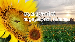 Sunflower Farming Alappuzha | Sunflower Farm in Kerala ആലപ്പുഴയിലെ സൂര്യകാന്തി തോട്ടം  #sunflower