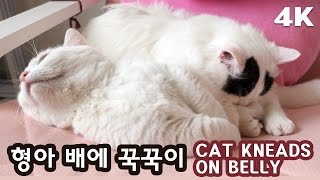 꼬부기 배에 꾹꾹이하는 고양이 쵸비 [4K] BONDED CATS - KITTY KNEADS BRO'S BELLY