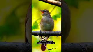 Singing nightingale  || The best bird song || #shorts #birds