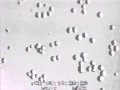 F1570698853/Apoptosis hybridoma Cam.mpg