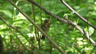 河口湖フィールドセンターのオオルリ（幼鳥）その１５（4K60P動画）