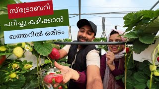 North Sedra Farm | Best farm in Qatar | Qatar Vlogs