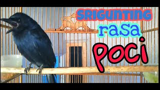 Burung Srigunting Gacor Jinak Total Dan Suara Variasi Pancingan
