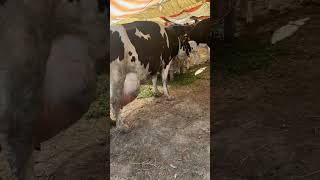 best big udder milking cow 🐄🐮#dairylovers #likeandsubscribe #shoq #foryou