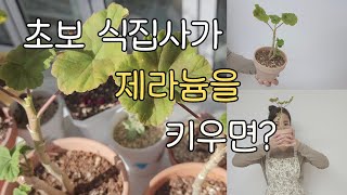 제라늄키우기 초보식집사 도전 물꽂이 삽목 분갈이 가능? #geraniums #plants #제라늄키우기