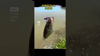 lure fishing wild fishing 放肆路亞VIB買家秀#路亞 #路亞釣魚 #路亞鱸魚