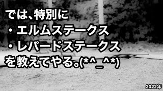 では､特別にエルムS.レパードSを教えてやる｡(*^_^*) 2022