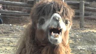 낙타소리 ( Camel Sound )
