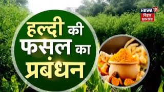 Turmeric Cultivation | अच्छी बढ़वार के लिए हल्दी की फसल में जरूरी कार्य | Annadata