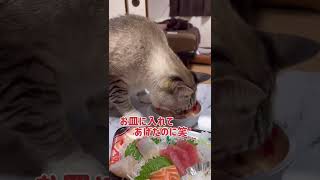 猫と一緒に食べるお刺身がいちばん美味い