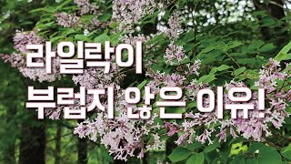 오대산에는 라일락이 부럽지 않은 사랑스럽고 향기로운 정향나무가 있습니다.ㅣ2023.05.18(목)