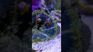 Sexy Shrimp Dance - Love these little dancers! Comment if have some in your life 👉