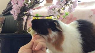 お花見するモルモットチョコ guinea pig cherry blossom viewing