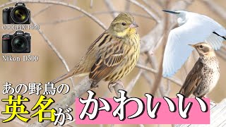 【野鳥撮影】COOLPIX P950で英名も可愛い野鳥を撮ってみた