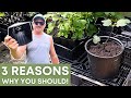 3 REASONS to GROW FIGS IN POTS!