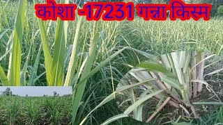 कोशा -17231 गन्ने की नई किस्म कहा मिलेगा || Cos-17231 new sugarcane veraity || #cos17231 #17231