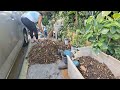 plant tatay vlog 319 my round vertical mesh broke refreshing soil w acacia leaves u0026 fertilizer.