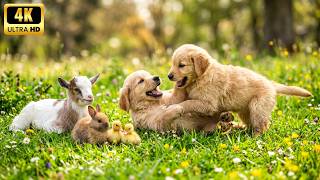 Cute Baby Animals in 4K – Cute & Adorable Little Pets Playing Together in Nature 🌿🐾