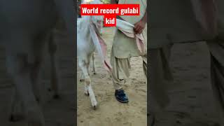 World record longest ear gulabi goat kid