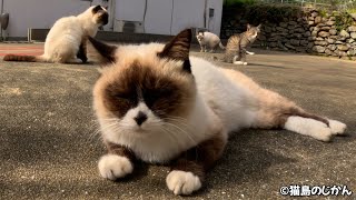 たぬきみたいなモッフモフな猫がかわいい