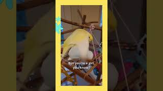 Nilla, you're not a boy - Nilla the budgie