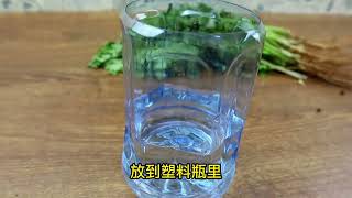 香菜根是个“宝”，用香菜根搭配枸杞，吃得香睡得好，棒