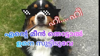 ഇത് ആരെങ്കില്ലും ഒന്നു നിർത്തുമോ Animal fun dub😀