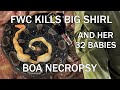 Big Shirl the Boa Killed by FWC Officers along with her 32 Babies