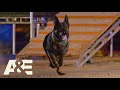 Live PD K9 Dax Competes Against Falco in Fast Timed Race | America's Top Dog (Season 1) | A&E