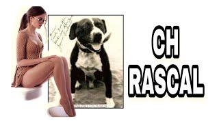 Crenshaw's Ch Rascal - four-time winner of Pit Bull Fighting #pitbull #pitbullfighters #dogfights