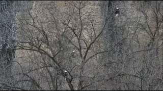 Decorah Hatchery Eagles-Who is the Third Eagle Perching With the Hatchery Pair???_2/12/24